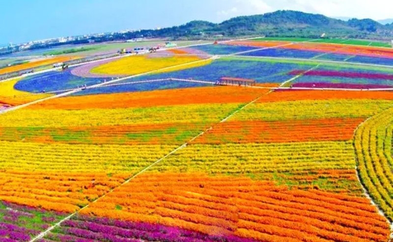 种子花海