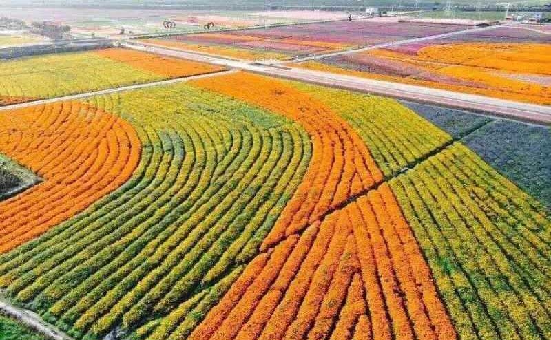 种子花海