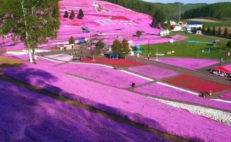 芝樱花海