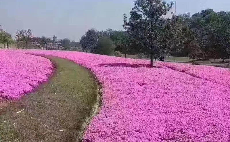 芝樱花海