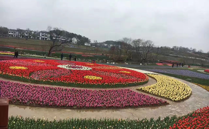 郁金香花海