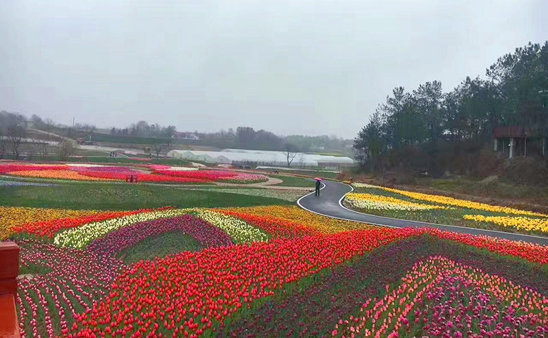 郁金香花海