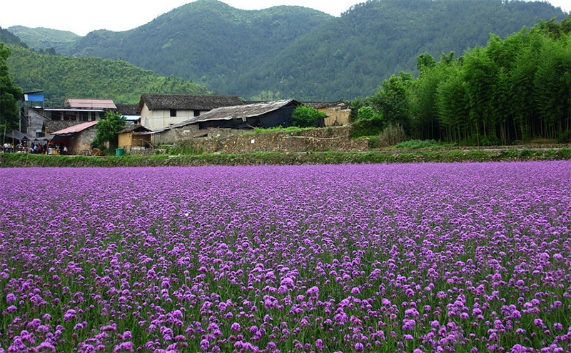 柳叶马鞭草花海